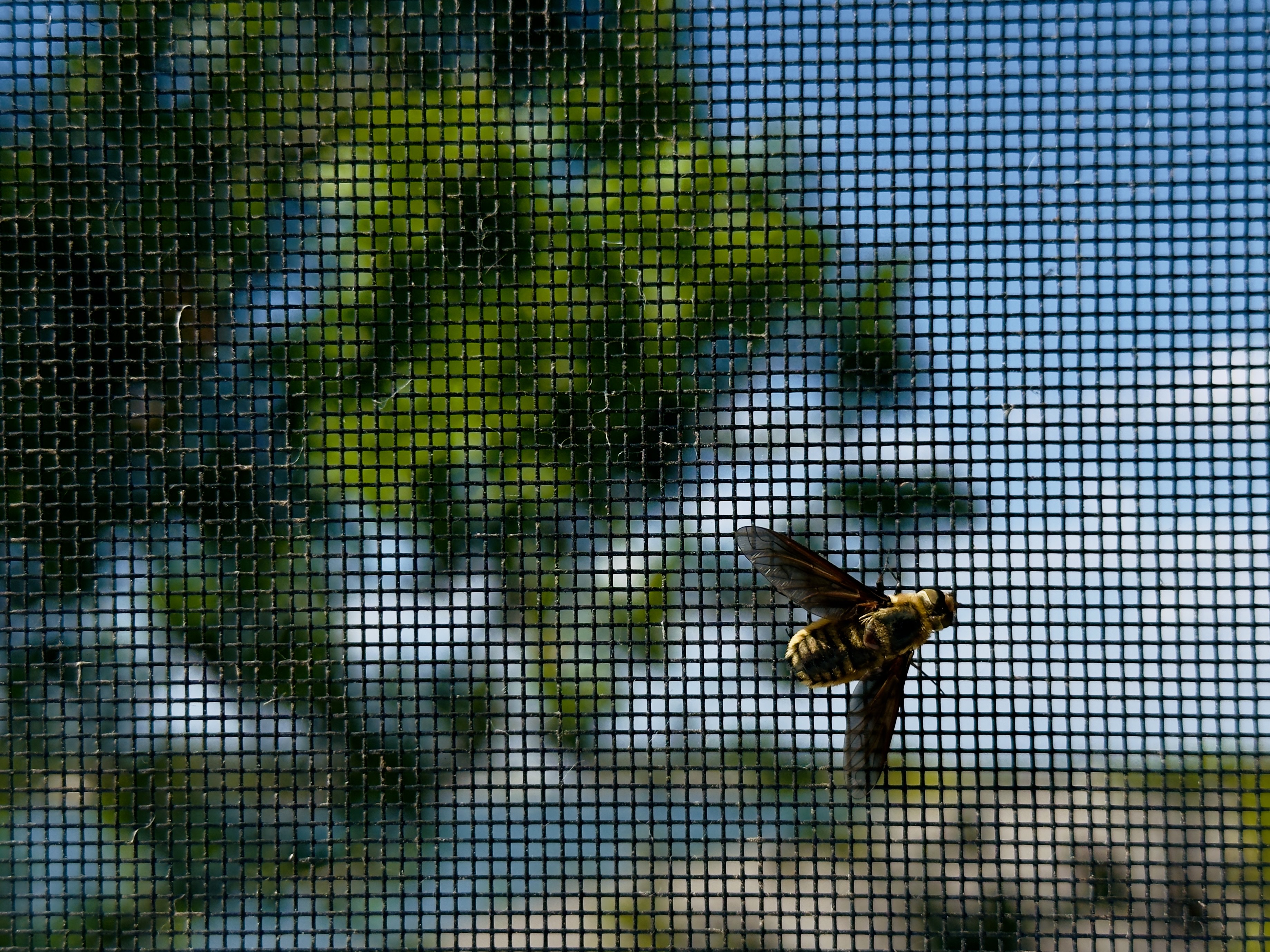 Beautiful lanai screen enclosure